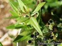 آشنایی با مضرات و خواص گیاه روناس