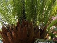 سرخس دریناریا