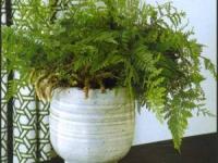 سرخس پای خرگوش