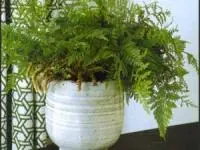 سرخس پای خرگوش