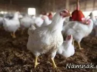 آنفلوانزای پرندگان