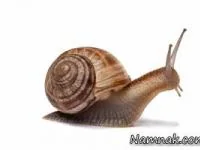 حلزون دریایی