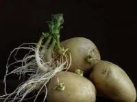 ریشه گیاهان