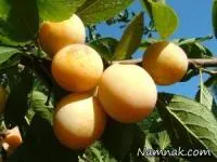آلو قطره طلا