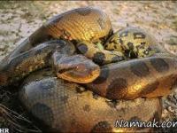 مار غول پیکر