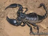 قاتلان انسان