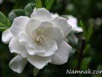 گیاه گاردنیا