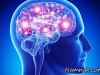 درباره مغز انسان