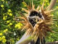 خطرناک ترین گیاهان دنیا