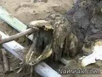 کشف حیوان عجیب