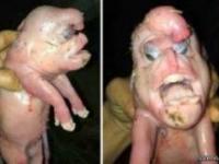 موجود عجیب الخلقه