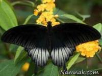 پروانه دوجنسه