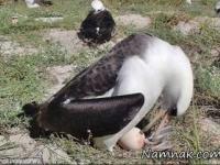 پیرترین پرنده