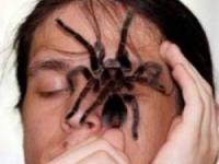 حمله عنکبوت ها