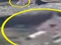 سیگار کشیدن موش