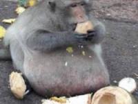 میمون چاق