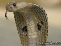 مارکبری