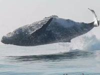 وال غول پیکر