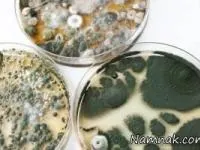 قارچ در بدن