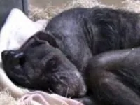 شامپانزه پیر