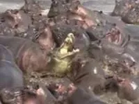 انتقام از کروکدیل