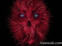 باکتری گوشت خوار