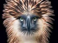 حیوانات زیبا