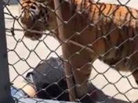 ببر باغ وحش