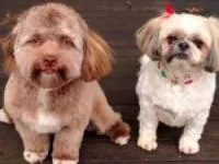 سگ شبیه انسان