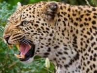 جنگ با پلنگ