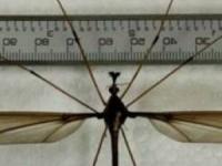 بزرگترین پشه دنیا