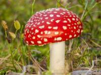 تشخیص قارچ سمی از قارچ خوراکی
