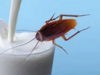 نوشیدن شیر سوسک