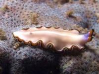 موجود فناناپذیر