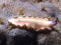 موجود فناناپذیر