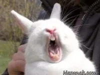 خرگوش بزرگ