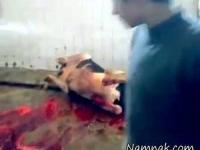 سلاخی گاوها