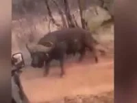 حمله بوفالو به اتومبیل