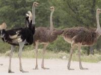 کشتن شترمرغ