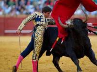 حمله گاو به پیرمرد