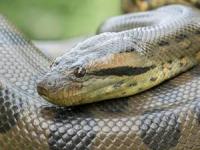 مار در حال بلعیدن تخم مرغ