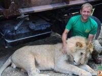 عشق ورزیدن شیر