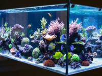 کشتن ماهی های آکواریوم