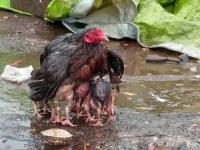 رفتار مرغ مادر