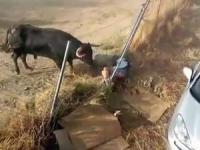 حمله گاو نر به مرد 54 ساله