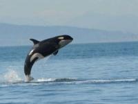 پرش گروهی نهنگ ها