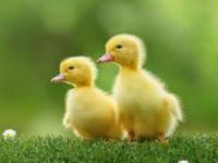 پرورش جوجه اردک