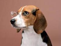 باهوش ترین حیوانات دنیا