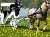 کالسکه مدرن و خنده دار