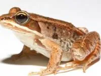 قورباغه چوبی یا قورباغه یخی